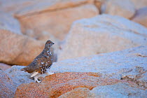 White-tailed Ptarmigan (Lagopus leucurus) walking on rocks, High Sierra, California. September.