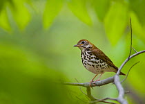 Wood Thrush (Hylocichla mustelina) perched on branch, Sapsucker Woods, Ithaca, New York, USA. May.