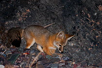 Red Fox kit (Vulpes vulpes) hunting at night in Echo Canyon, Death Valley National Park, California, USA. January.
