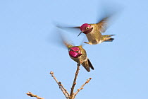 Two Anna's Hummingbirds (Calypte anna) fighting, Mount Diablo State Park, California, USA. December.
