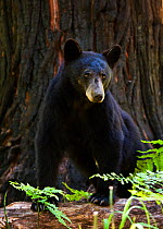Black Bear (Ursus americanus) in Kings Canyon National Park, California, USA. June.