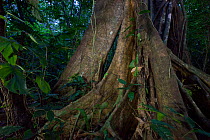 Ceiba tree at night in the Lacandon Jungle near Lacanjá Chansayab, Chiapas, Mexico. March 2014.