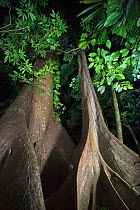 Looking up at Ceiba trees at night in the Lacandon Jungle near Lacanjá Chansayab, Chiapas, Mexico. March 2014.