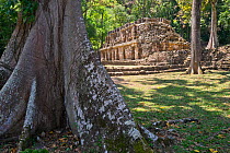 Ceiba tree and Building 19 (The Labyrinth) of the Yaxchilan Maya ruins, along the Usumacinta river in Chiapas, Mexico. March 2014.