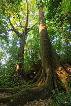 Looking up at Ceiba trees, Palenque National Park, Chiapas, Mexico. March 2014.
