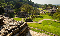 The Palenque Mayan ruins - Temple of the Cross (left), Temple of the Inscriptions (distant center), and The Palace (right), Chiapas, Mexico. March 2014.