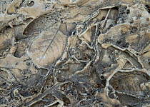 A leaf preserved in ancient limestone deposits in Rio la Venta Canyon, Selva el Ocote of Chiapas, Mexico. March 2014.
