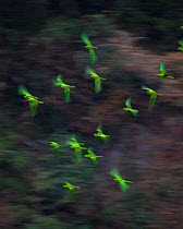 Green parakeet (Aratinga holochlora) flock flying together, Sima de las Cotorras, Chiapas, Mexico. March.