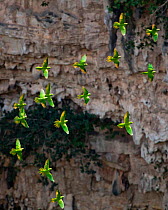 Green parakeet (Aratinga holochlora) flock flying together, Sima de las Cotorras, Chiapas, Mexico. March.