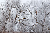 Frosted Black Cottonwood Trees (Populus trichocarpa), Eastern Washington, USA. January 2014.