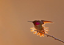 Anna's Hummingbird (Calypte anna) with tail feathers outstretched and wings up at sunrise in Mount Diablo State Park, California, USA. February.
