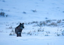 A wild Grey Wolf (Canis lupus), dark form, standing in the snow, Lamar Valley, Yellowstone National Park, Wyoming, USA. January.