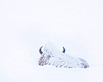 American Bison (Bison bison) covered in snow, Lamar Valley, Yellowstone National Park, Wyoming, USA. December.