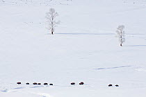 American Bison (Bison bison) herd march through the Lamar Valley, Yellowstone National Park, Wyoming, USA. December.