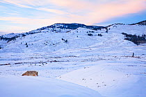 A coyote (Canis latrans) hunting in the snow, Lamar Valley, Yellowstone National Park, Wyoming, USA. December.