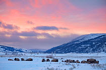 American Bison (Bison bison) herd resting in the snow at sunrise, Lamar Valley, Yellowstone National Park, Wyoming, USA. December.