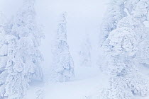 Rime ice and freezing fog on the trees near the summit of Mount Seymour, British Columbia, Canada. February 2013.