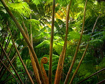 Hawaiian Tree Fern (Cibotium menziesii), Volanoes National Park, Hawaii. July 2011.