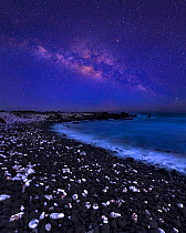 White corals scattered on black lava rocks polished by the ocean and the Milky Way, southern Maui, Hawaii. July 2011.
