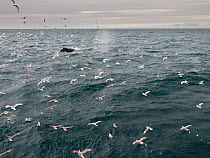 Kittiwakes and Fulmars following surfacing Humpback whale (Megaptera novaeangliae) off the coast of Svalbard, Norway, July.