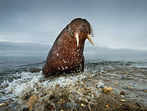 Walrus (Odobenus rosmarus) emerging from sea, near Prince Charles Foreland, Svalbard, Norway, June.