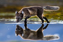 Arctic fox (Vulpes lagopus) searching for food in shallow water, Spitsbergen, Svalbard, Norway, July.