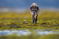 Arctic fox (Vulpes lagopus) searching for food near water, Spitsbergen, Svalbard, Norway, July.