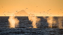 Three Fin whales (Balaenoptera physalus) surfacing with blows still visible, flying birds silhouetted, Arctic Ocean, West of Spitsbergen, Svalbard, Norway, September.