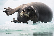 Bearded seal (Erignathus barbatus) stretching flipper, on an ice floe, Spitsbergen, Svalbard, Norway, July.