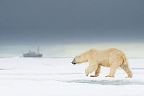 Female Polar bear (Ursus maritimus) walking on an ice floe with expedition ship MS Origo in the distance, Spitsbergen, Svalbard, Norway, July. Vulnerable Species.