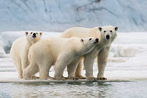 Female Polar bear (Ursus maritimus) with two large cubs on an ice floe, Spitsbergen, Svalbard, Norway, July. Vulnerable Species.
