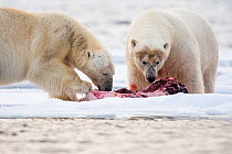Two male Polar bears (Ursus maritimus) feeding on kill together, on an ice floe, North of Svalbard, Norway, July. Vulnerable Species.