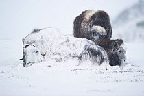 Female Muskox (Ovibos moschatus) covered in snow with two calves, Dovrefjell - Sunndalsfjella National Park, Norway, January.