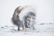 Muskox (Ovibos moschatus) bull shaking off snow, Dovrefjell - Sunndalsfjella National Park, Norway, January.
