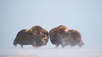 Two Muskox (Ovibos moschatus) bulls headbutting, Dovrefjell - Sunndalsfjella National Park, Norway, January.
