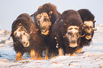 Muskox (Ovibos moschatus) bull with three females, Dovrefjell - Sunndalsfjella National Park, Norway, January.