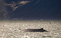 Blue whale (Balaenoptera musculus) surfacing with Kittiwakes (Rissa tridactyla) flying overhead in the fjord North of Spitsbergen, Svalbard, Norway, July. Endangered Species.