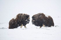 Two Muskox (Ovibos moschatus) bulls facing each other between headbutting, Dovrefjell - Sunndalsfjella National Park, Norway, January.