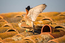 Lesser kestrel (Falco naumanni) pair mating in front of nesting tile on a barn roof, Lleida, Spain, April.