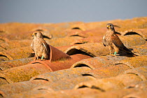 Female Lesser kestrel (Falco naumanni) inspecting nest with the male waiting, the nest is a hollow tile on a barn roof, Lleida, Spain, April.