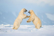 Polar bear (Ursus maritimus) pair fighting during courtship, pack ice North of Svalbard, Norway, July. Vulnerable Species.