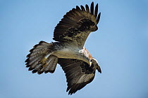 Bonelli's eagle (Aquila fasciata) in flight, Lleida, Catalonia, Spain, March.