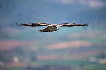 Bonelli's eagle (Aquila fasciata) in flight, Lleida, Catalonia, Spain, March.