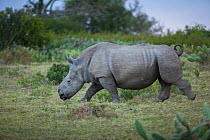 Thandi the  female Southern white rhinoceros (Ceratotherium simum) who lost her horn in an attack by poachers,  walking through grassland,  Kariega Game Reserve, Eastern Cape Province, South Africa