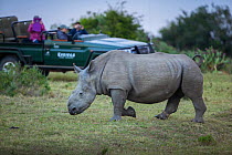 Thandi the  female Southern white rhinoceros (Ceratotherium simum) who lost her horn in an attack by poachers,  walking in front of tourist vehicle,  Kariega Game Reserve, Eastern Cape Province, South...