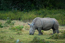 Thandi the  female Southern white rhinoceros (Ceratotherium simum) who lost her horn in an attack by poachers, grazing,  Kariega Game Reserve, Eastern Cape Province, South Africa