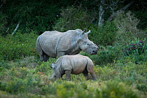 Thandi the  female Southern white rhinoceros (Ceratotherium simum) who lost her horn in an attack by poachers,  with juvenile,  Kariega Game Reserve, Eastern Cape Province, South Africa