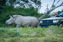 Thandi the  female Southern white rhinoceros (Ceratotherium simum) who lost her horn in an attack by poachers,  walking past vehicle,  Kariega Game Reserve, Eastern Cape Province, South Africa