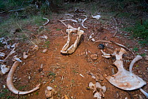 Southern white rhinoceros (Ceratotherium simum) scattered bones amongst bushes, Kariega Game Reserve, Eastern Cape Province, South Africa, September.