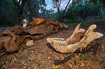 Southern white rhinoceros (Ceratotherium simum) jawbone and scattered remains amongst bushes, Kariega Game Reserve, Eastern Cape Province, South Africa, September.